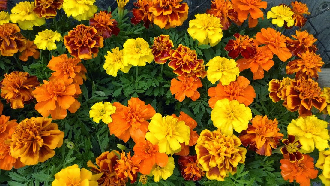 theme for marigolds